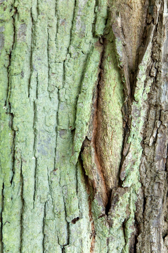 photo series, surfaces II, 2015, Feldberger Seenlandschaft, tree bark collection by Charlie Alice Raya