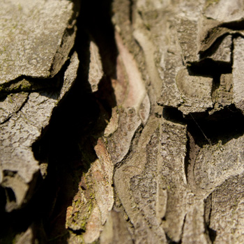 detail, tree bark, Charlie Alice Raya