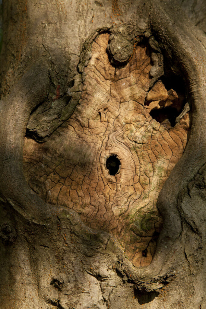 tree bark, by Charlie Alice Raya