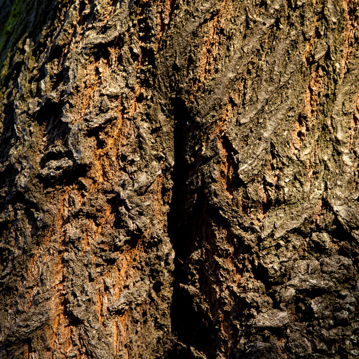 tree barks, by Charlie Alice Raya