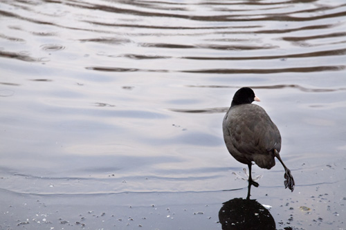 shy coot 