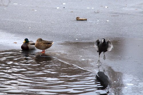 coot dancing III, by Charlie Alice Raya