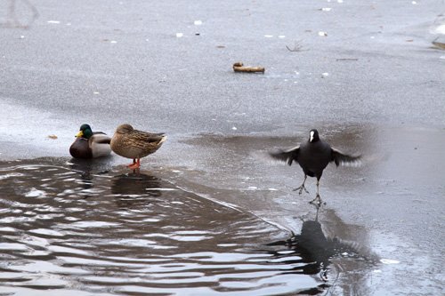 coot dancing II, by Charlie Alice Raya