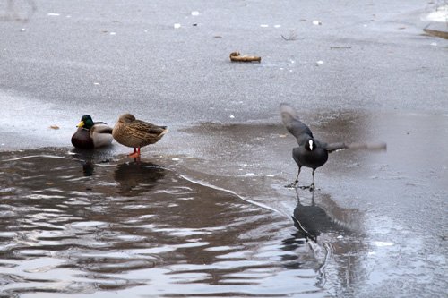 coot dancing I, by Charlie Alice Raya