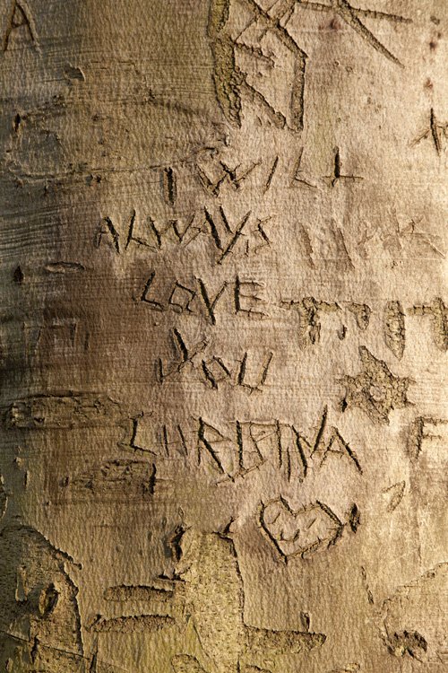 tree bark and humans